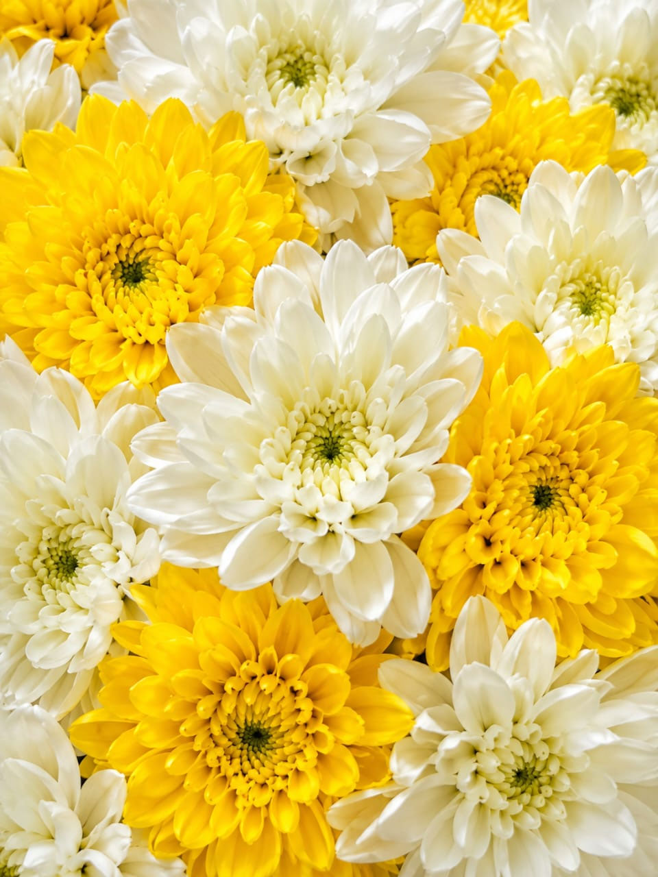 Chrysanthemum Soifa